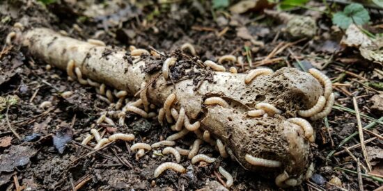 Tres nuevas especies de gusanos que transforman huesos en alimento en aguas espa&ntilde;olas